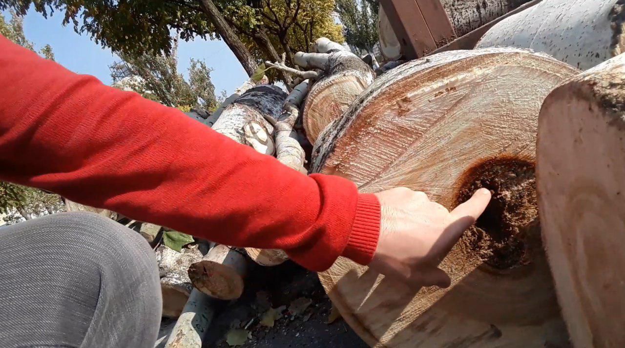 Больные деревья на бульваре Григоре Виеру вырубают в целях безопасности.