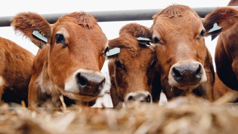 Moldova a consolidat controlul veterinar: Noi cerințe pentru transportul animalelor.