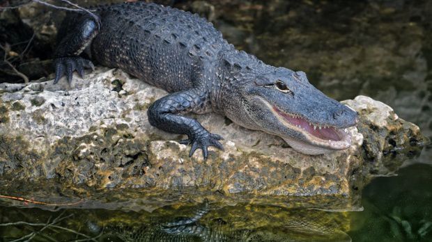 Un turist a fost ucis de un crocodil în timp ce se plimba prin parc
