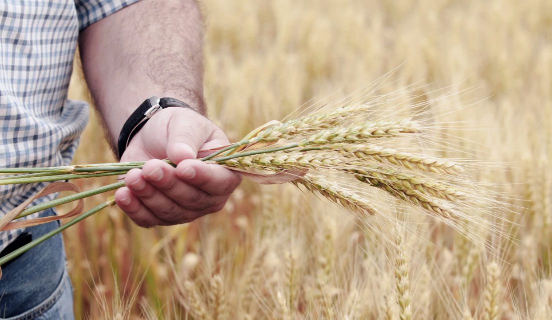 UE examinează acordarea unui ajutor de urgență pentru agricultorii moldoveni.