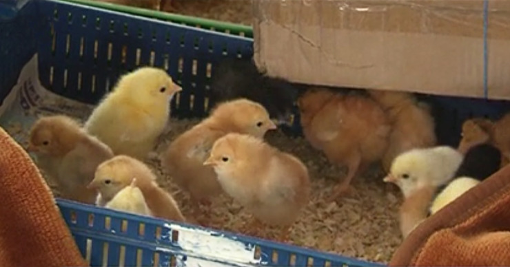 Птицеводы жалуются, что продажи цыплят упали.