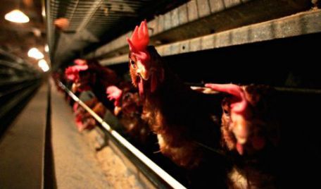 O altă tulpină de gripă aviară, H5N9, a dus la moartea a 170 de oameni din 2013, când a apărut.