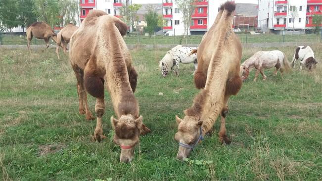 Două cămile, pe un teren viran din comuna Florești. 