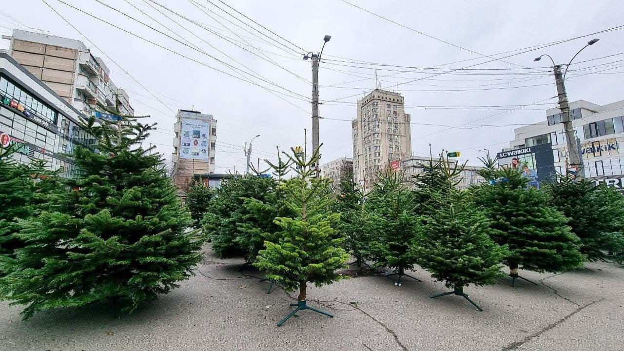 Во всех секторах Кишинева открылись елочные базары.