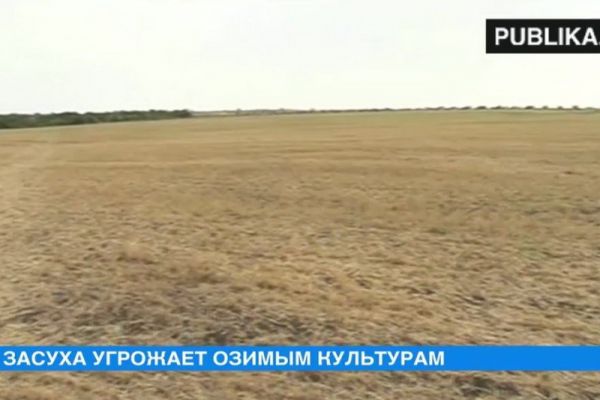 Почва в полях обезвожена на глубину почти полметра.