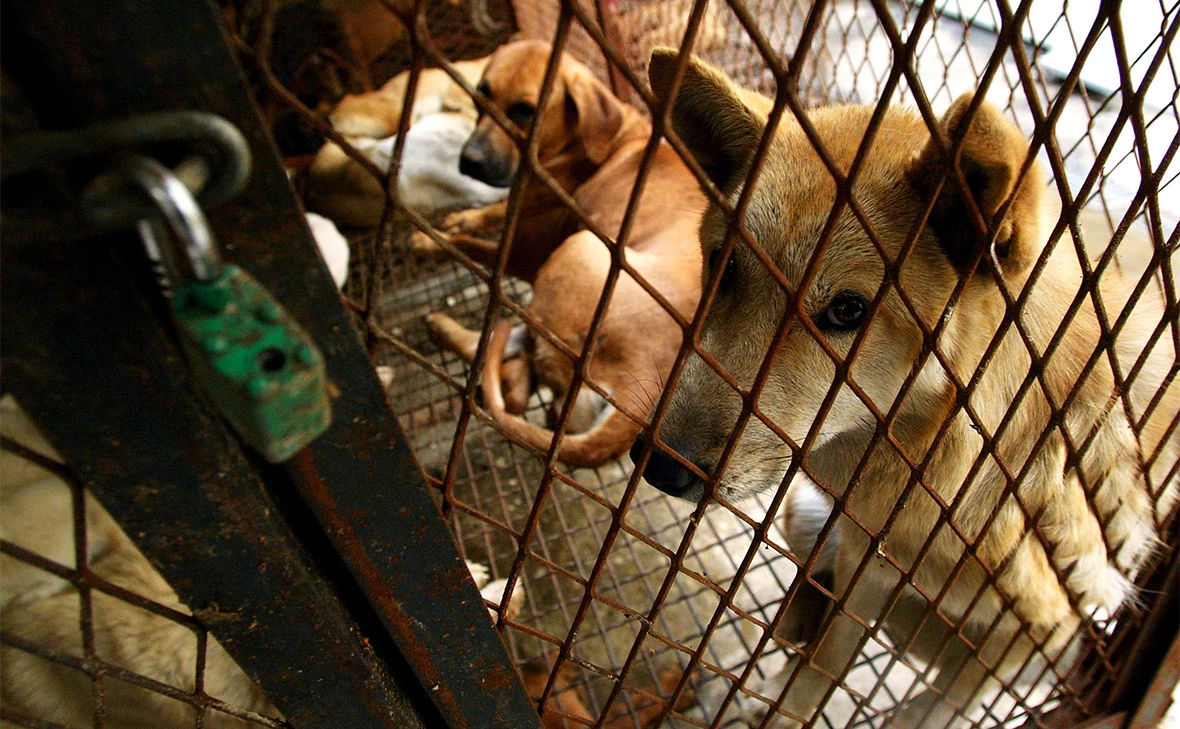 În Coreea de Sud intră în vigoare interdicția de a consuma carne de câine.