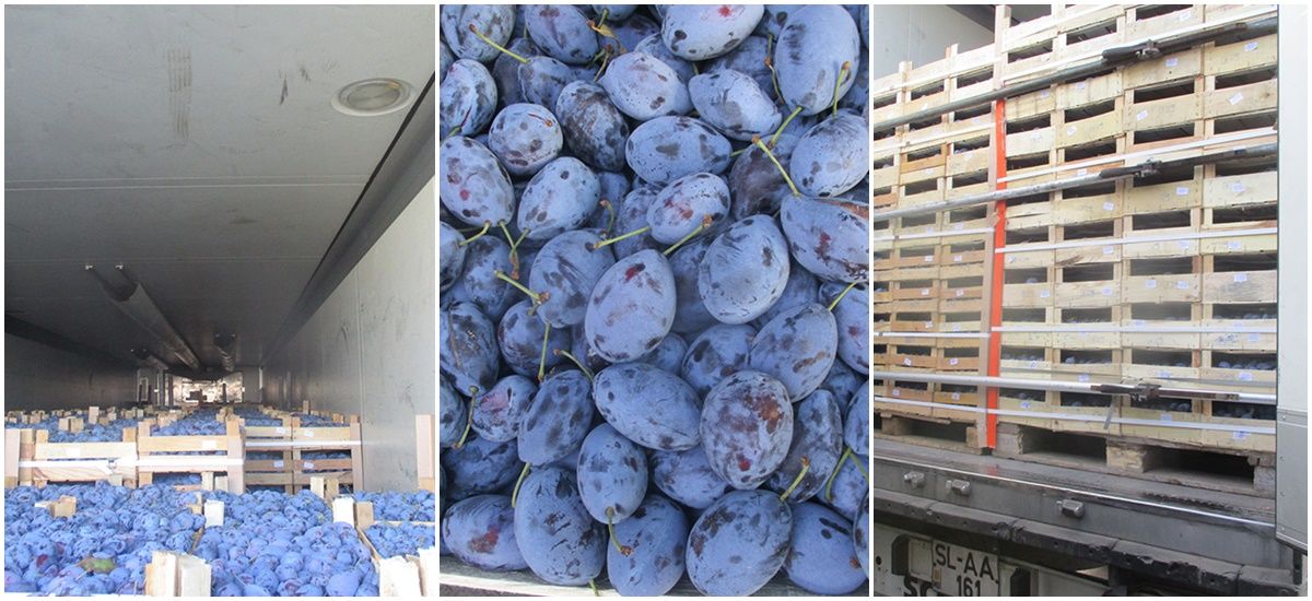 Un nou lot de prune din Moldova a fost interzis în Federația Rusă. 