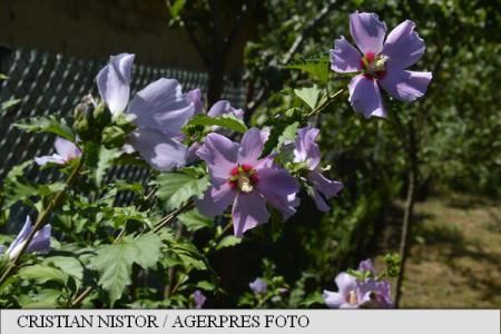Polițiști dați în judecată pentru că au confundat hibiscusul cu marijuana