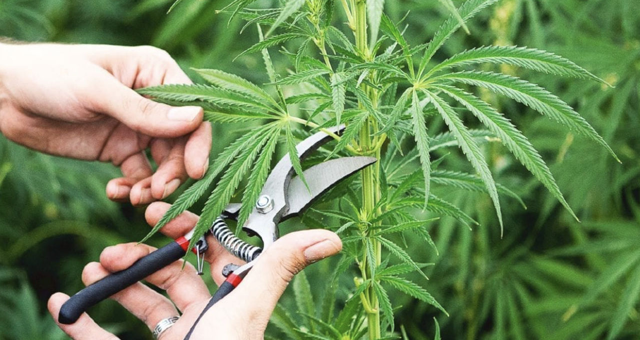 În Moldova vor avea loc seminare gratuite despre cultivarea cânepii.