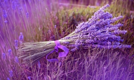 Lavanda este indicata in caz de insomnie, labilitate psihica si stres. Scade febra, are efect antiseptic si cicatrizant.
