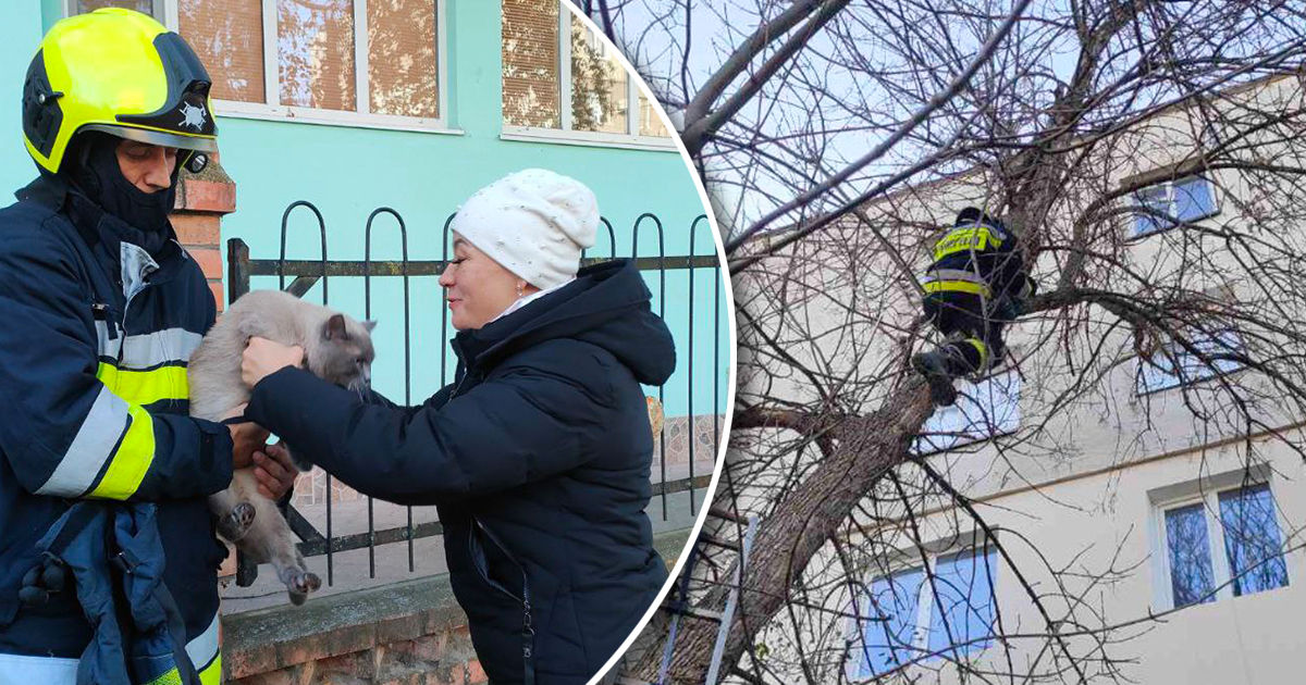 В Каушанском районе спасатели помогли снять с дерева кошку.