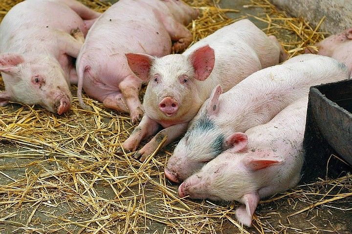 В Молдове выявлены новые случаи африканской чумы свиней.