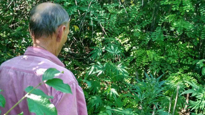 Пенсионер выращивал коноплю Единецком районе.