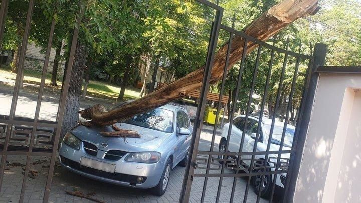 На автомобиль в столице рухнула сухая ветка.