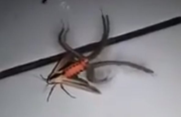 Специалисты узнали в герое ролика моль Creatonotos Gangis. 