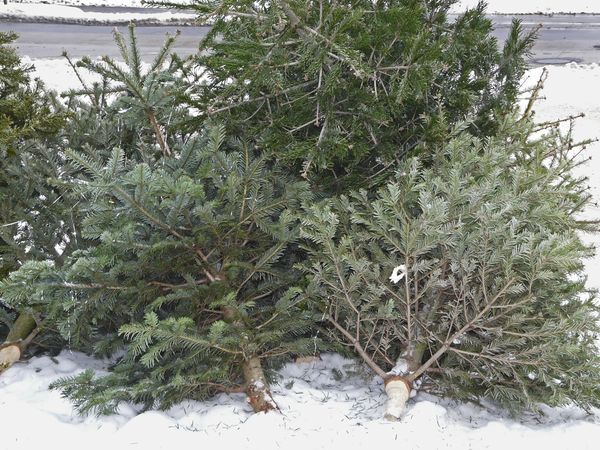 Продажа новогодних елок стартовала в первой декаде декабря 2014 года и завершилась 31 декабря.Фото: 7dach.ru