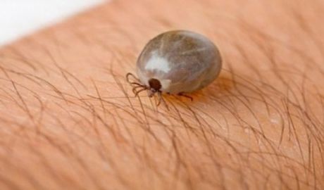 Au fost înregistrate primele persoane muşcate de căpuşe din acest an. Foto: romaniatv.net