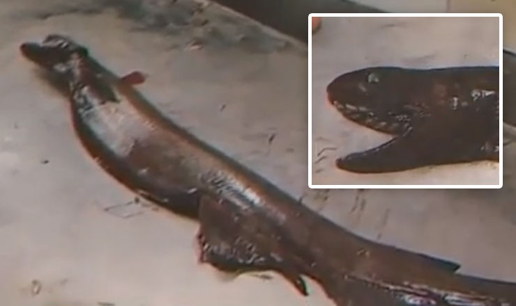 Cercetătorii au prins un rechin „din epoca dinozaurilor”. Foto: captură video