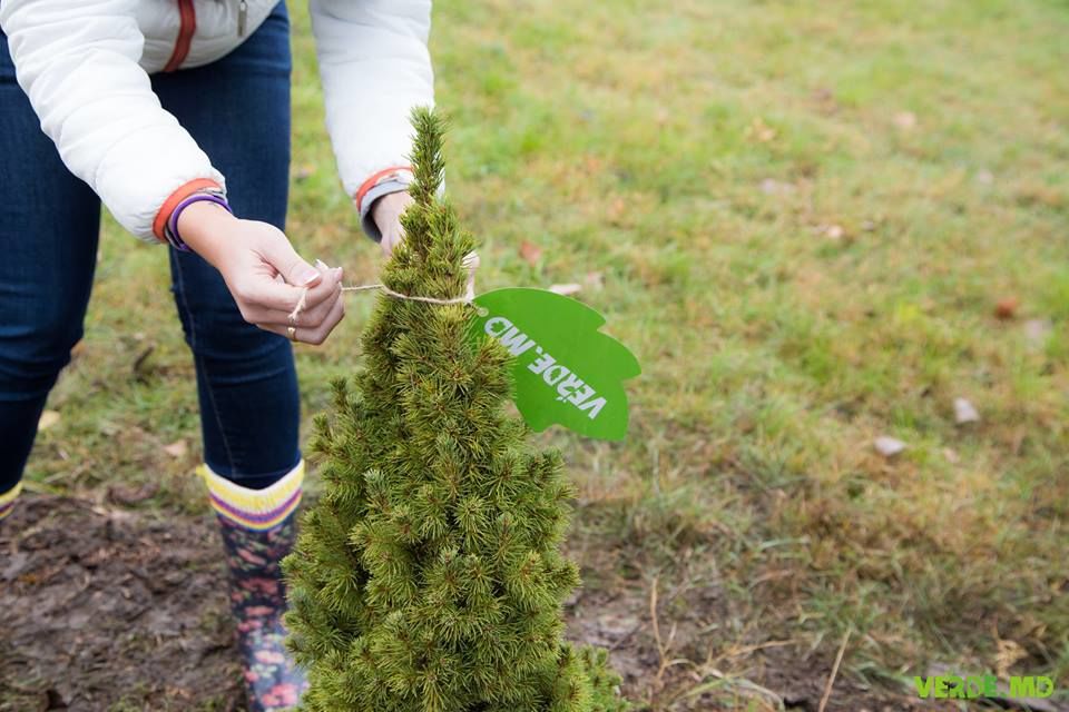 Verde.md: Totalurile primului sezon de plantare