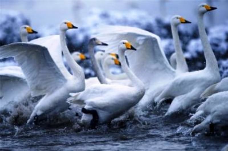Un lac va fi secat în căutarea unui monstru mâncător de lebede.