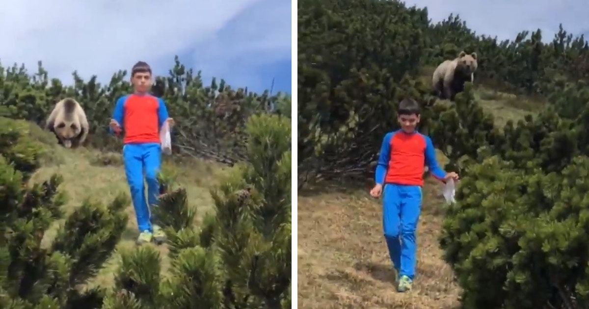 В Италии сняли на видео, как в лесу медведь преследовал мальчика.