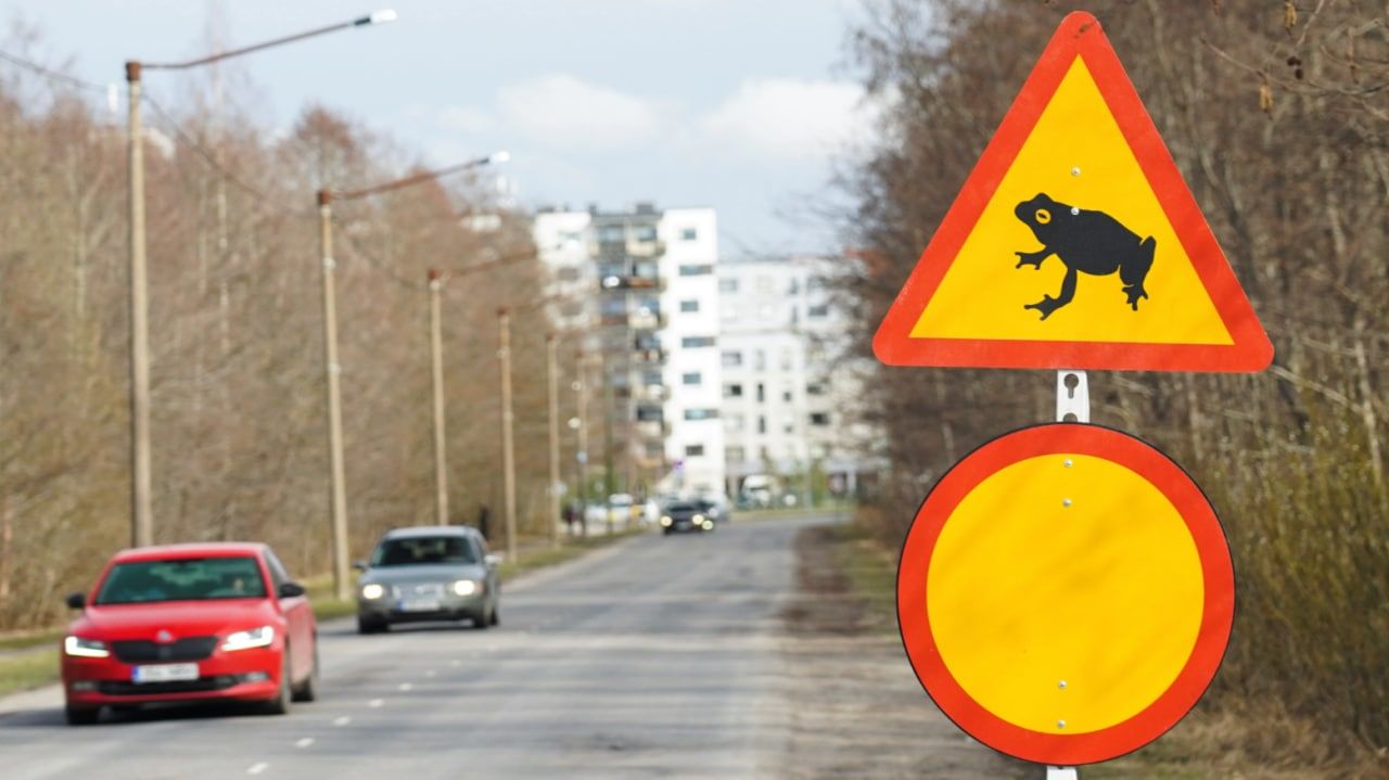 В Эстонии из-за лягушек перекрыли оживленную дорогу.