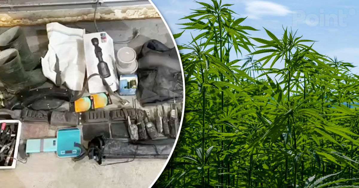 O plantație de cultivare a cânepei, descoperită la Edineț.