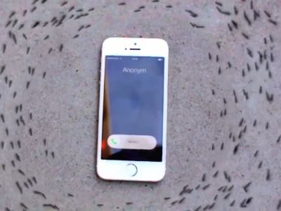 Furnicile, filmate cum fac o horă în jurul unui iPhone