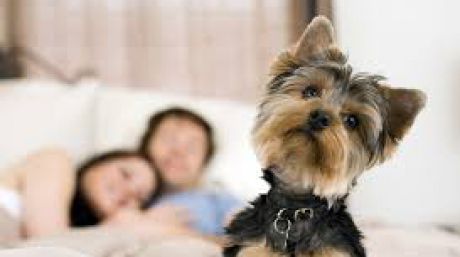 Oricât de drag ți-ar fi animalul tău de companie, e posibil să-ți transmită anumite boli. Foto: nuovosito.esedrahotel.com