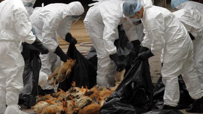Epidemie de gripă aviară în Bulgaria.