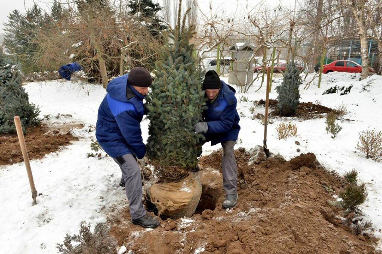 Silvia Radu a plantat brazi într-un parc din Capitală