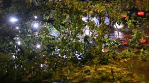 În urma accidentului, în zonă s-a stins și lumina, pentru că o parte din crengile pomului au căzut peste cablurile de energie electrică. Foto: romanialibera.ro