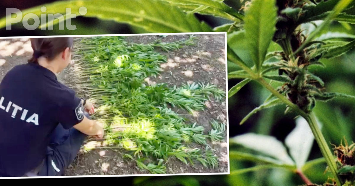 Plante asemănătoare cu cânepa, găsite în curtea unui bărbat din Grătiești.