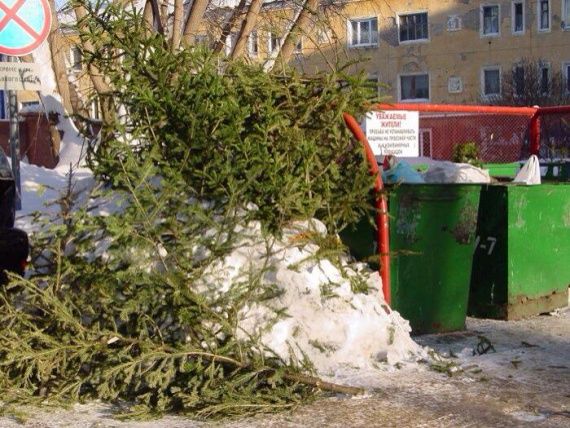 Мэрия просит жителей Кишинева выбрасывать елки отдельно от остального мусора.