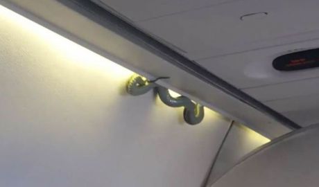 Un şarpe a înspăimântat zeci de pasageri ai unui avion. Foto: ABC
