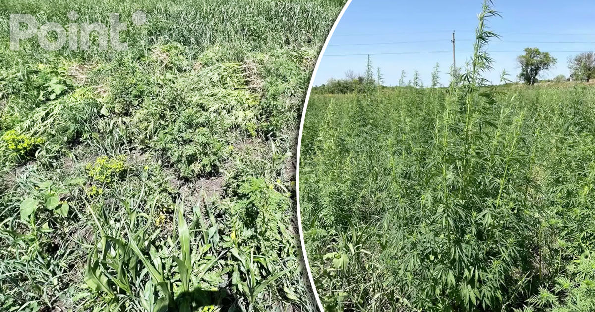 Plante de cânepă, depistate pe un teren agricol în extravilanul localității Colonița.