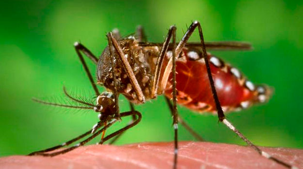Virusul West Nile se răspândește în Ucraina.