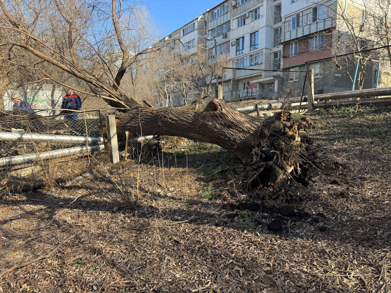 В Кишиневе дерево рухнуло на теплотрассу: лицей и несколько домов остались без тепла.