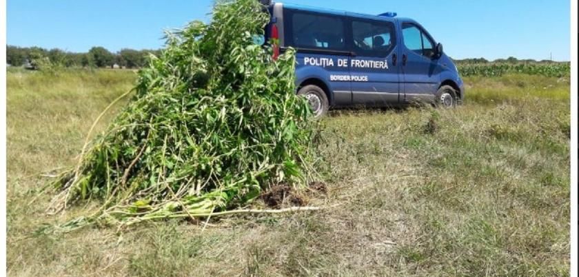 Polițiștii de frontieră au depistat un lot de pământ, unde creșteau 300 de fire de cânepă. Foto: border.gov.md