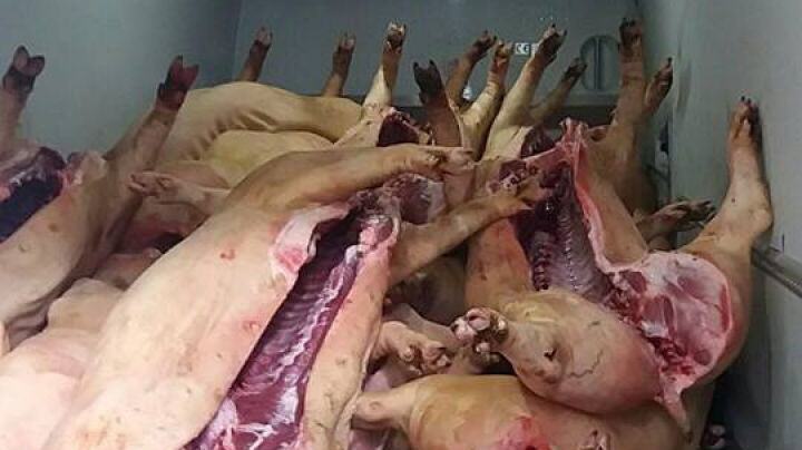 Două tone de carne de porc fără acte de proveninţă, deconspirate. Foto: Inspectoratul Naţional de Patrulare