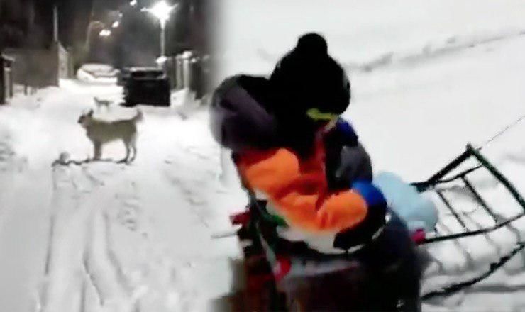 Жители улицы Нукарилор жалуются на то, что собаки часто гуляют без присмотра и "угрожают жизни прохожим". 