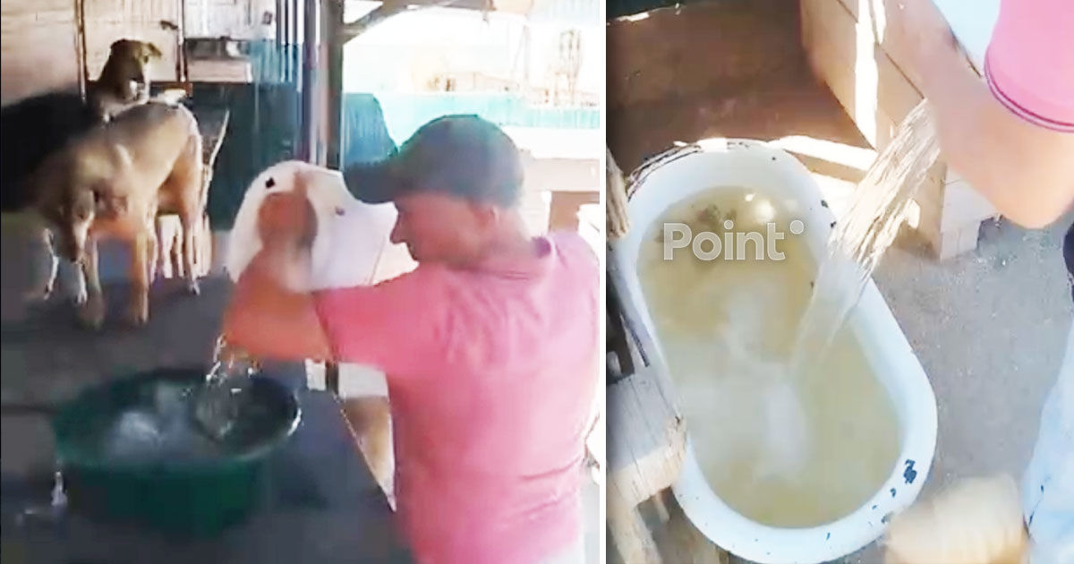 Adăpostul pentru câinii fără stăpân din Chișinău a luat măsuri suplimentare din cauza caniculei.