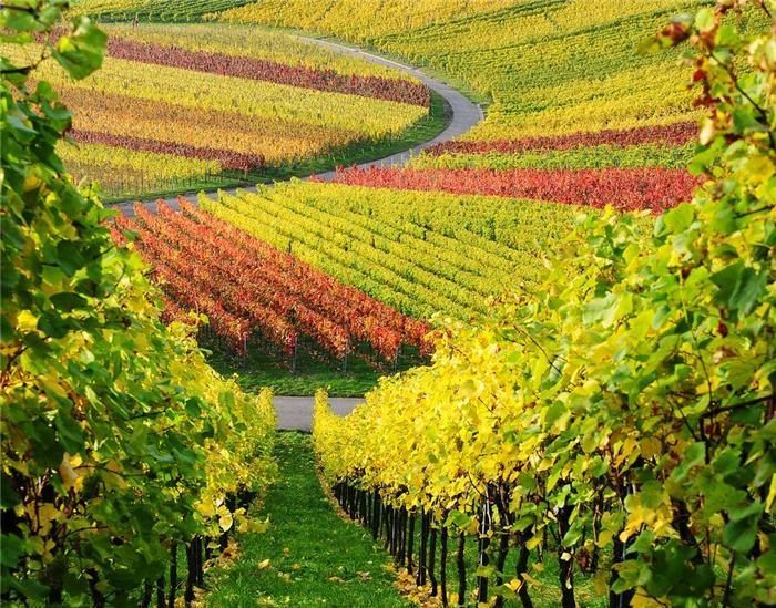 Власти Франции добавили 76 миллионов евро на поддержку виноделов. Фото: pinterest.ru.