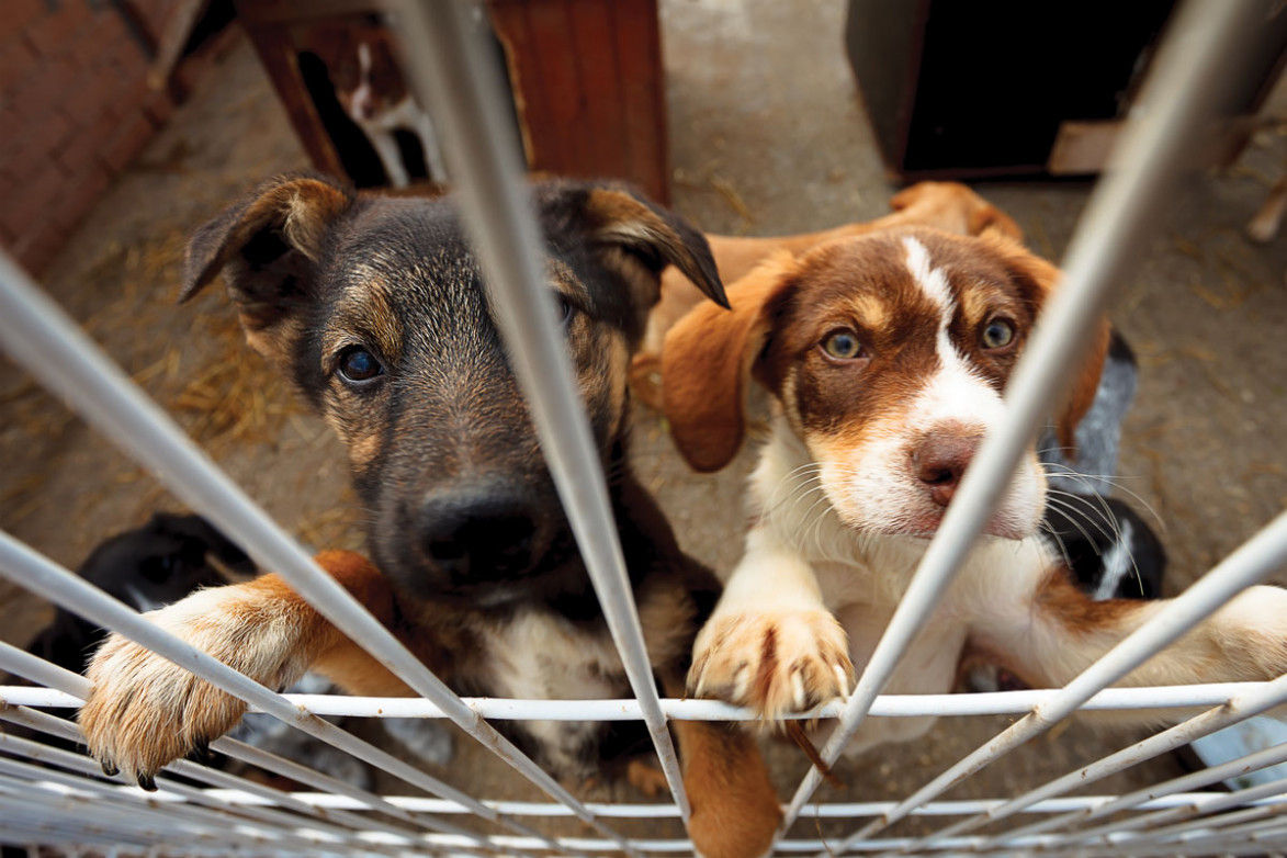 Lipsă de evidență unificată pentru animalele de companie: Va fi creat un registru național.