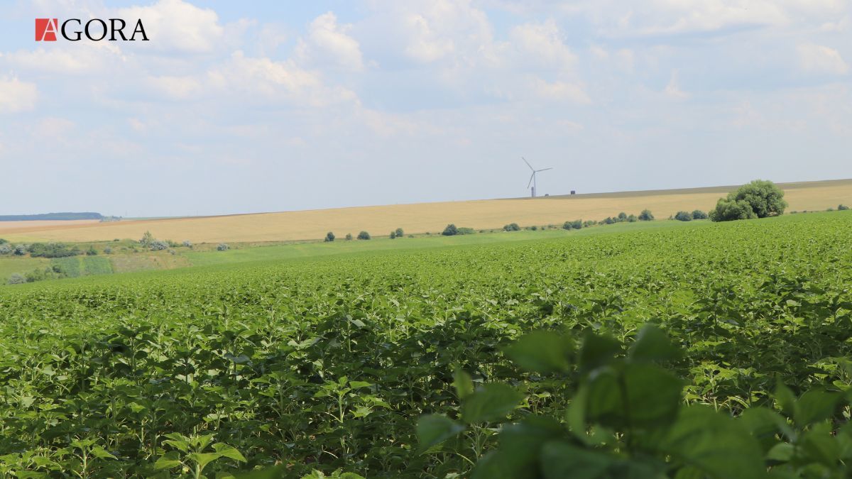 Стратегия регионального развития стоимостью 1,3 млрд леев выполнена на 64%.