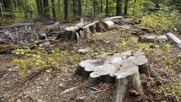 Profit de sute de mii de lei din tăieri ilicite de pădure la Orhei. 