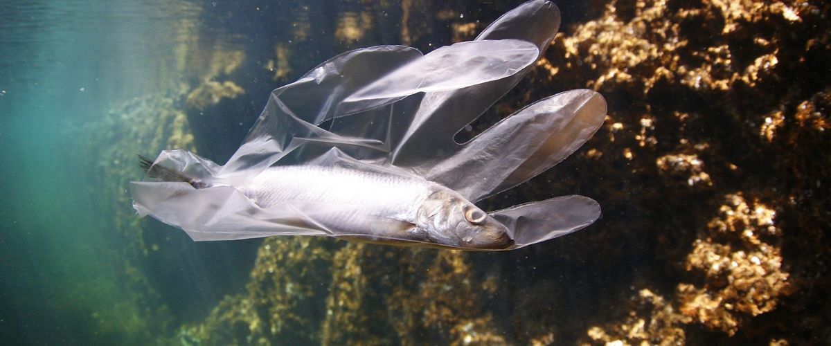 Создан прочный пластик, легко растворяющийся в морской воде.