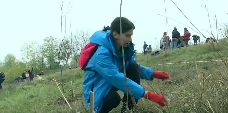 В коммуне Будешты высадили пять тысяч деревьев и кустарников.
