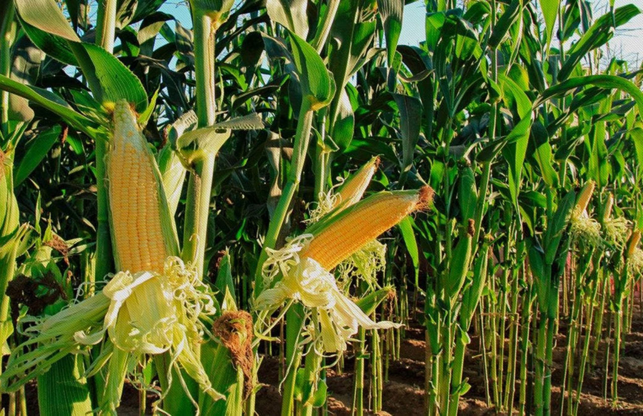 В Украине ожидается сокращение производства агропродукции на 40-70%.