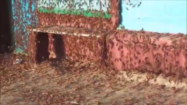 Miriade de lăcuste s-au abătut asupra unor terenuri agricole din sudul Rusiei. Foto: realitatea.md